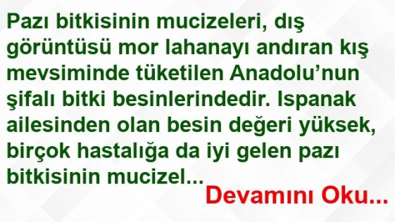 romatizmaya-pazi